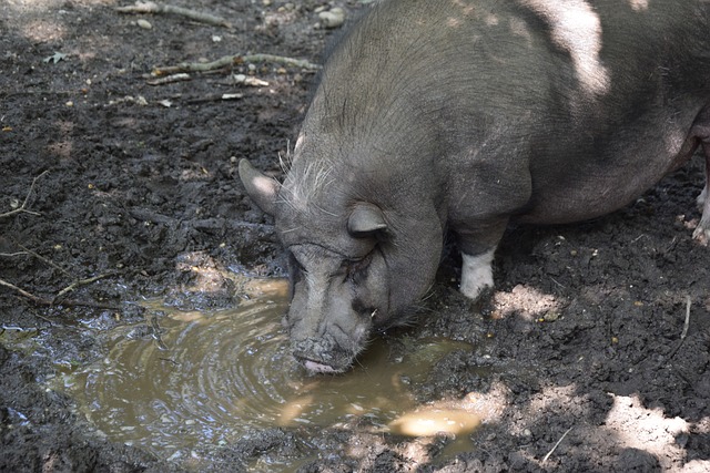 并审视德甲 并审视德甲